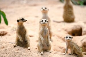 group of meerkats